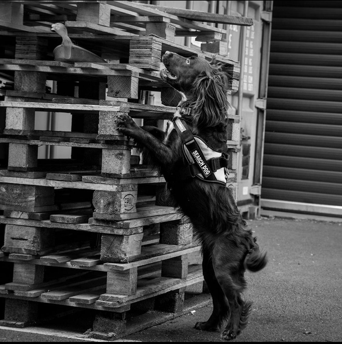 Benefits of Drug Detection Dogs