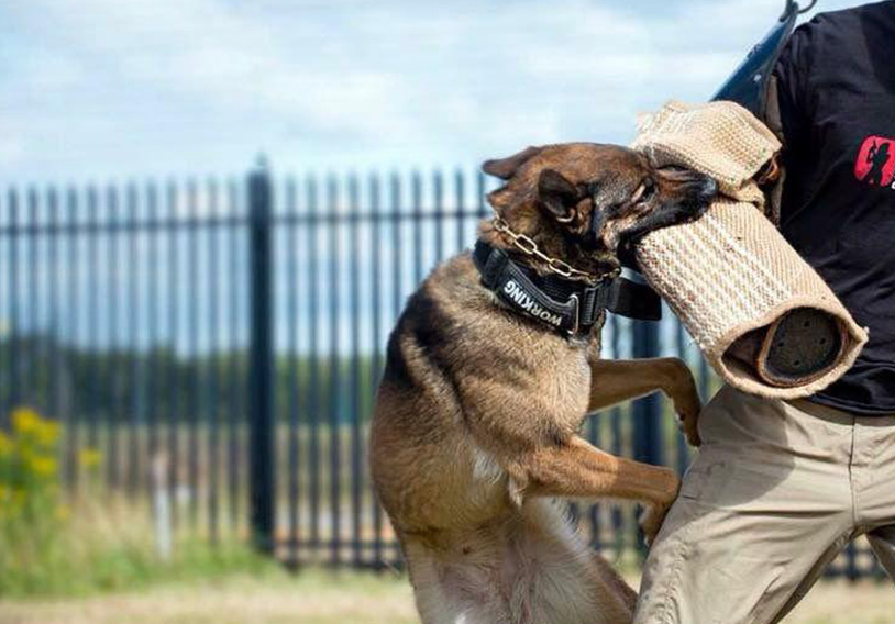 General Purpose Security Dogs