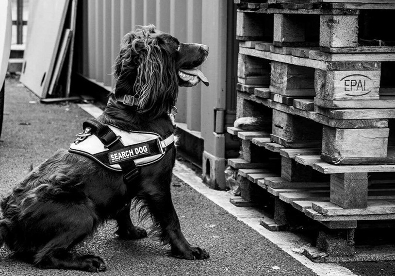 Detection Dogs 