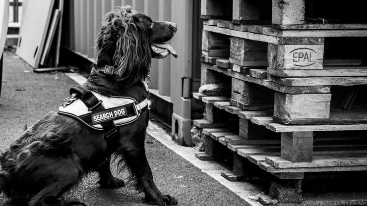 Specialist Security